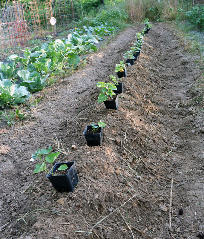 How to Properly Plant Sweet Potatoes for a Bountiful Harvest in 2025