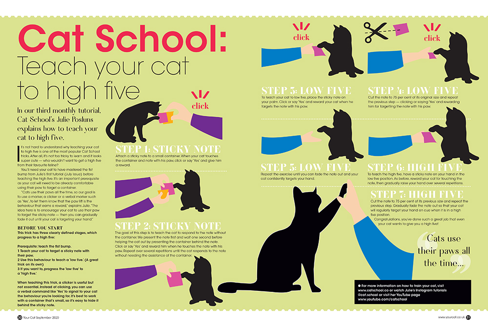 How to Effectively Train a Cat: Smart Tips for 2025