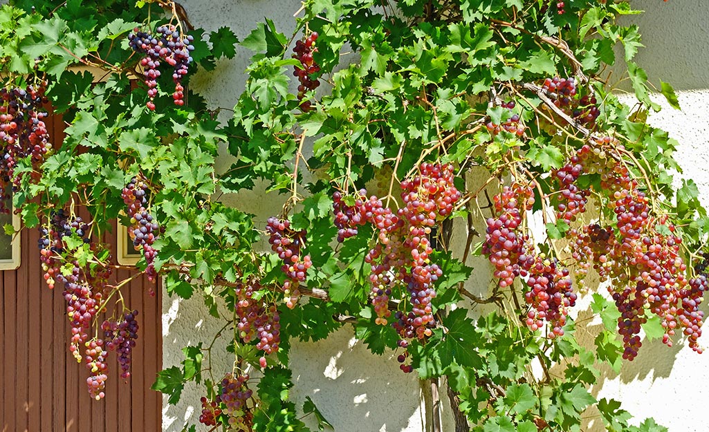 How to Properly Grow Grapes: Essential Tips for 2025 Optimization