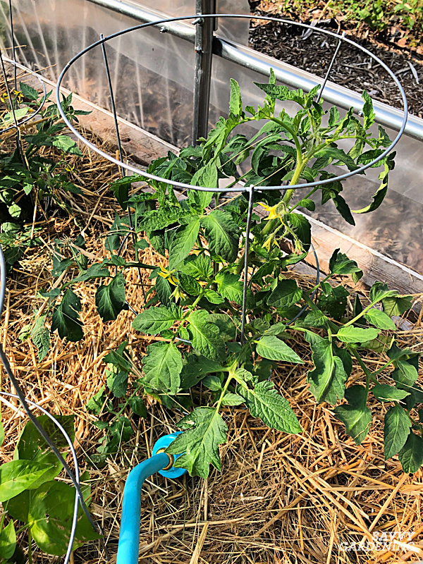 Smart Ways to Water Tomatoes for Better Growth in 2025: Discover Effective Tips