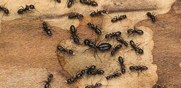 Effective Ways to Get Rid of Ant Bites Overnight: Practical Tips for 2025