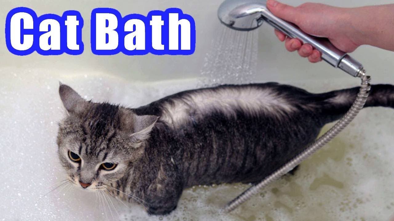 How to Properly Give a Cat a Bath: Essential Tips for Safe and Effective Grooming in 2025