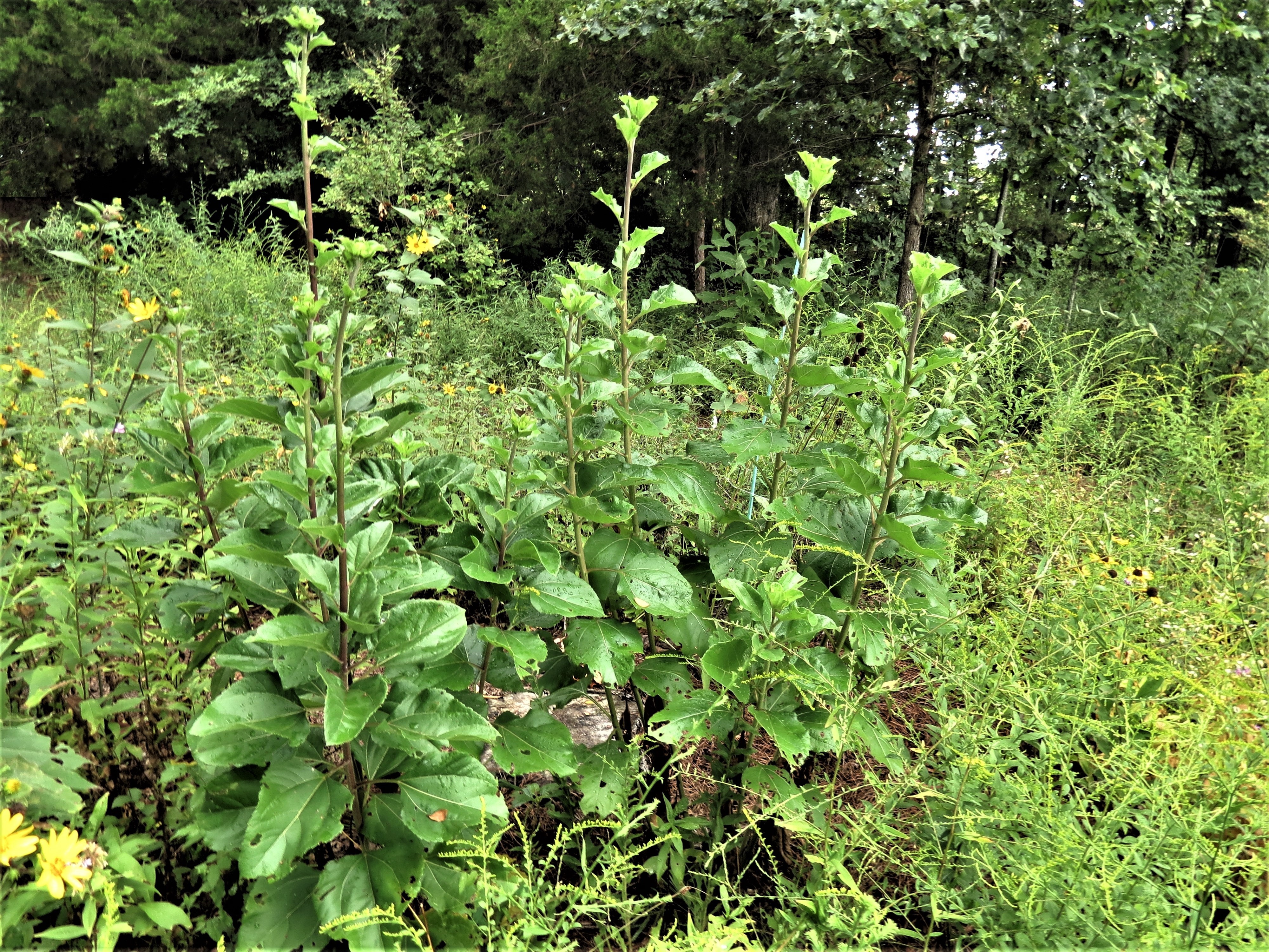 Burdock Root