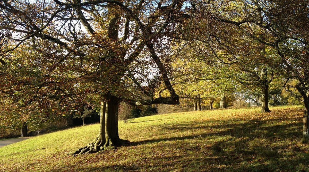 Identifying Trees