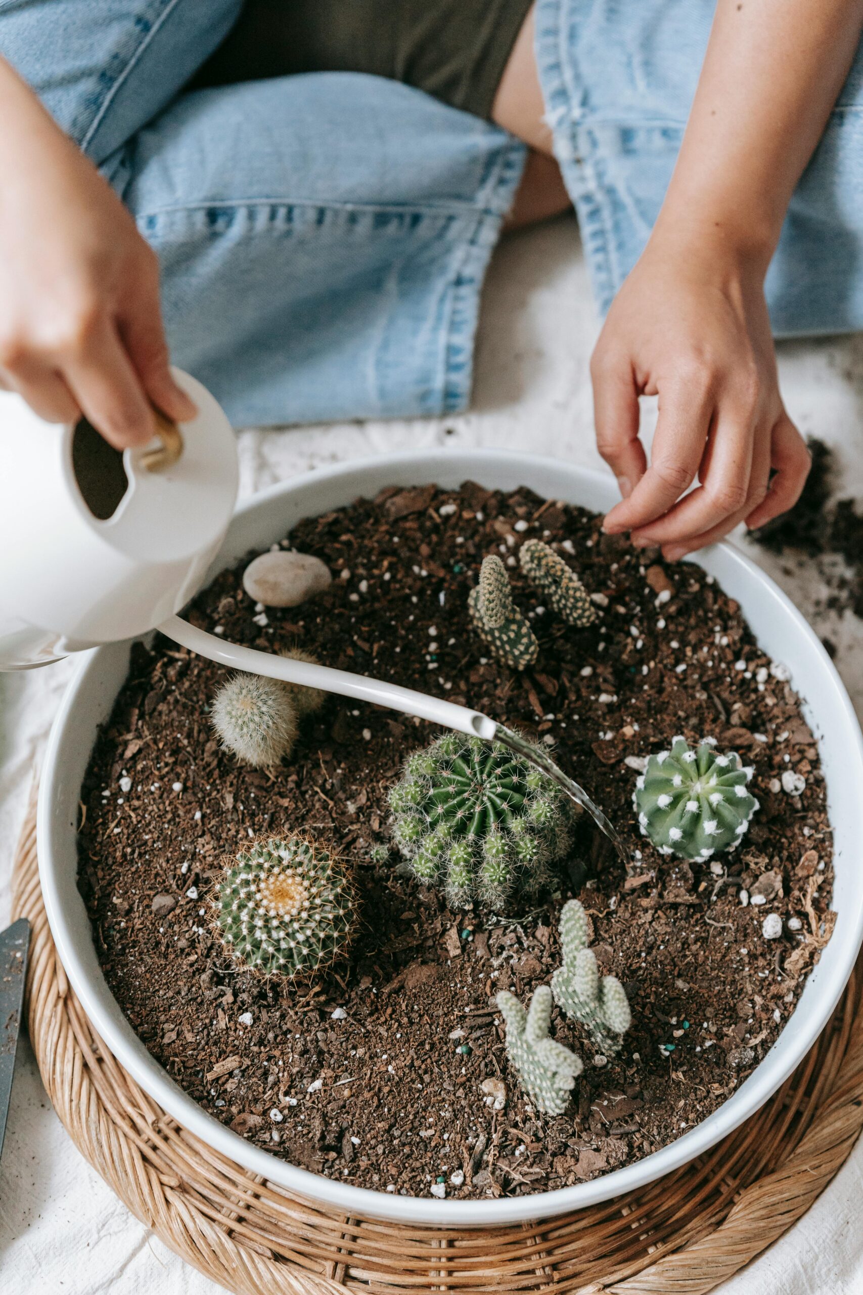 Effective Ways to Properly Water Succulents in 2025 for Healthy Growth