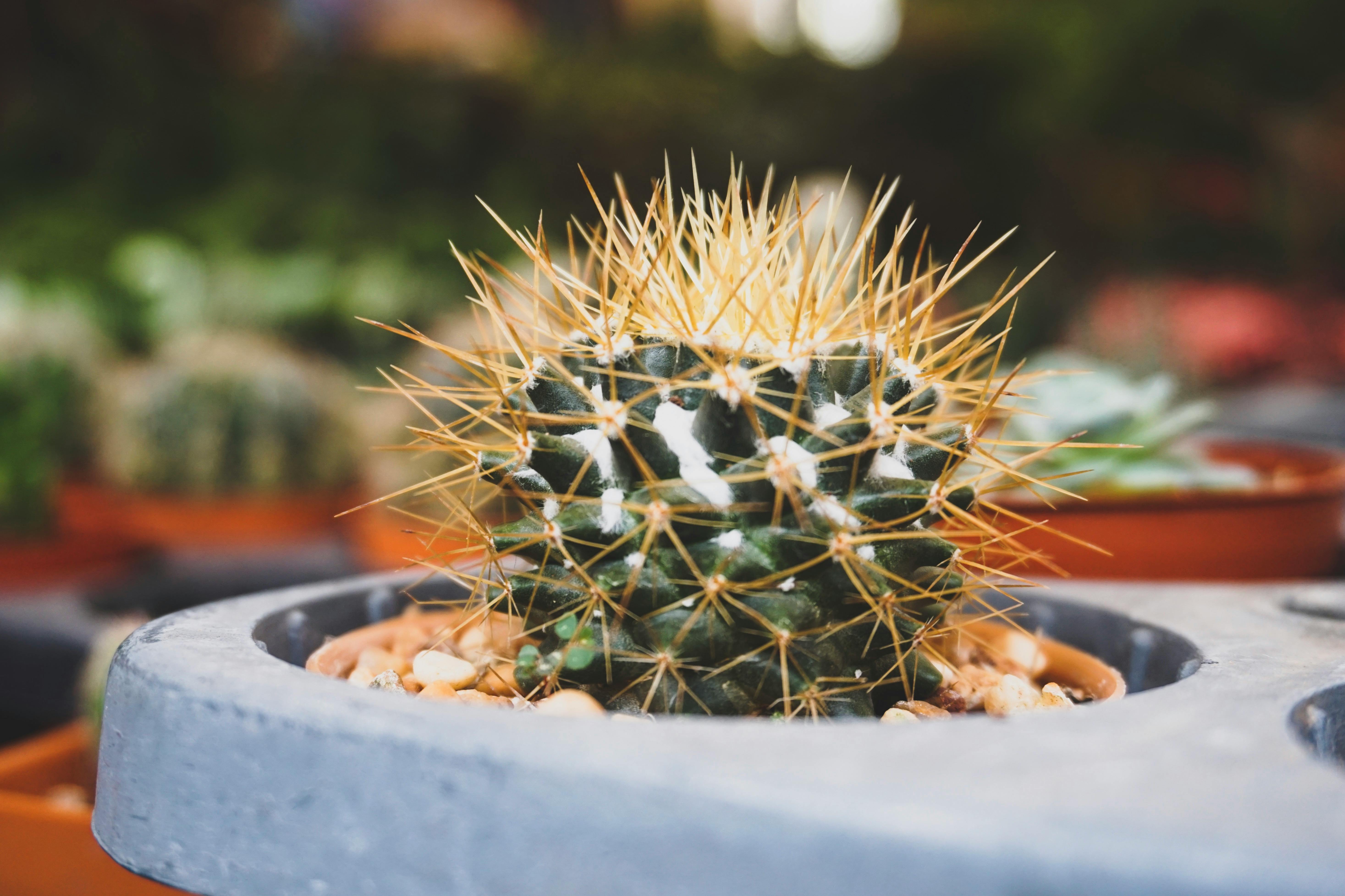 How to Water Succulents