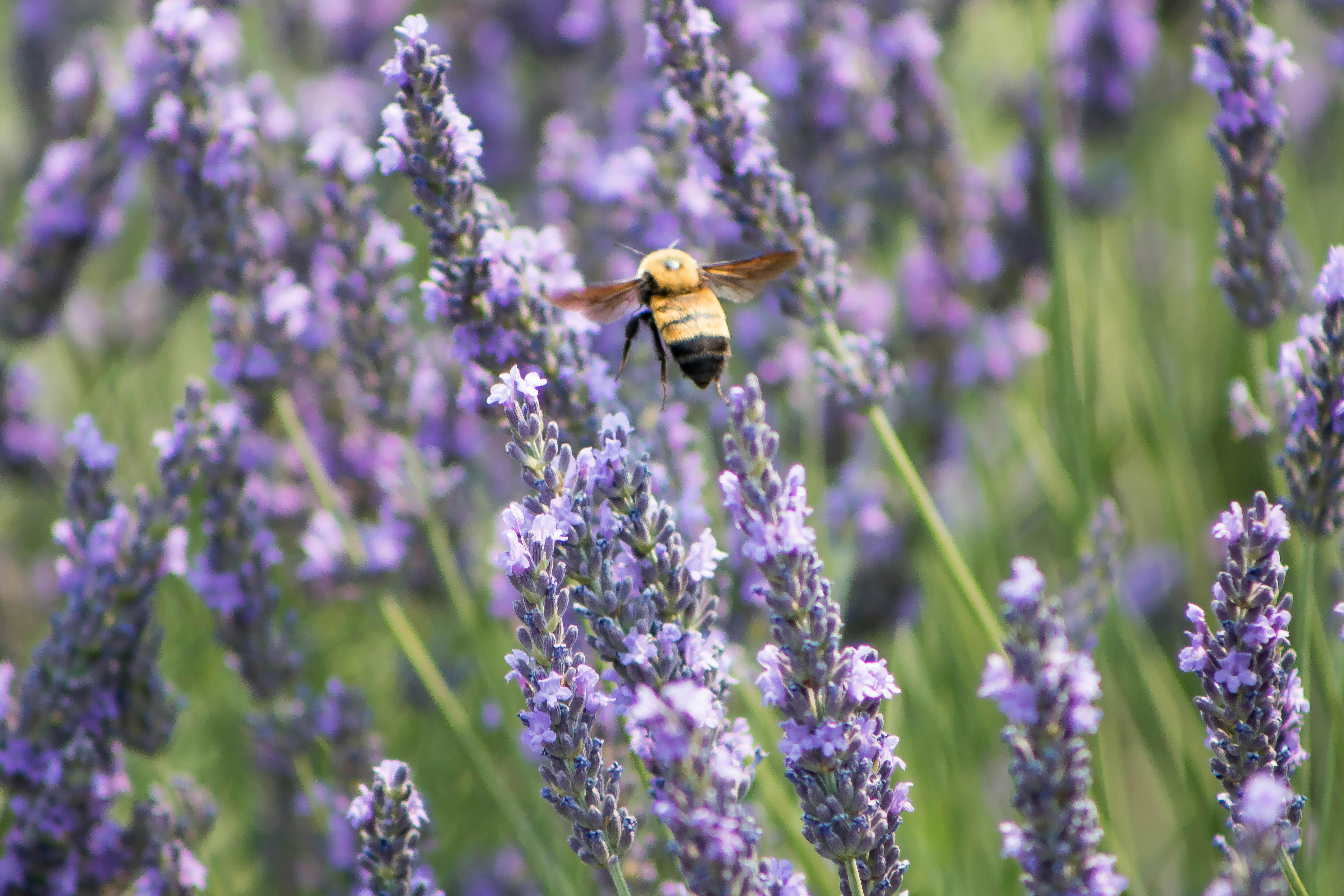 How to Eat Bee Pollen