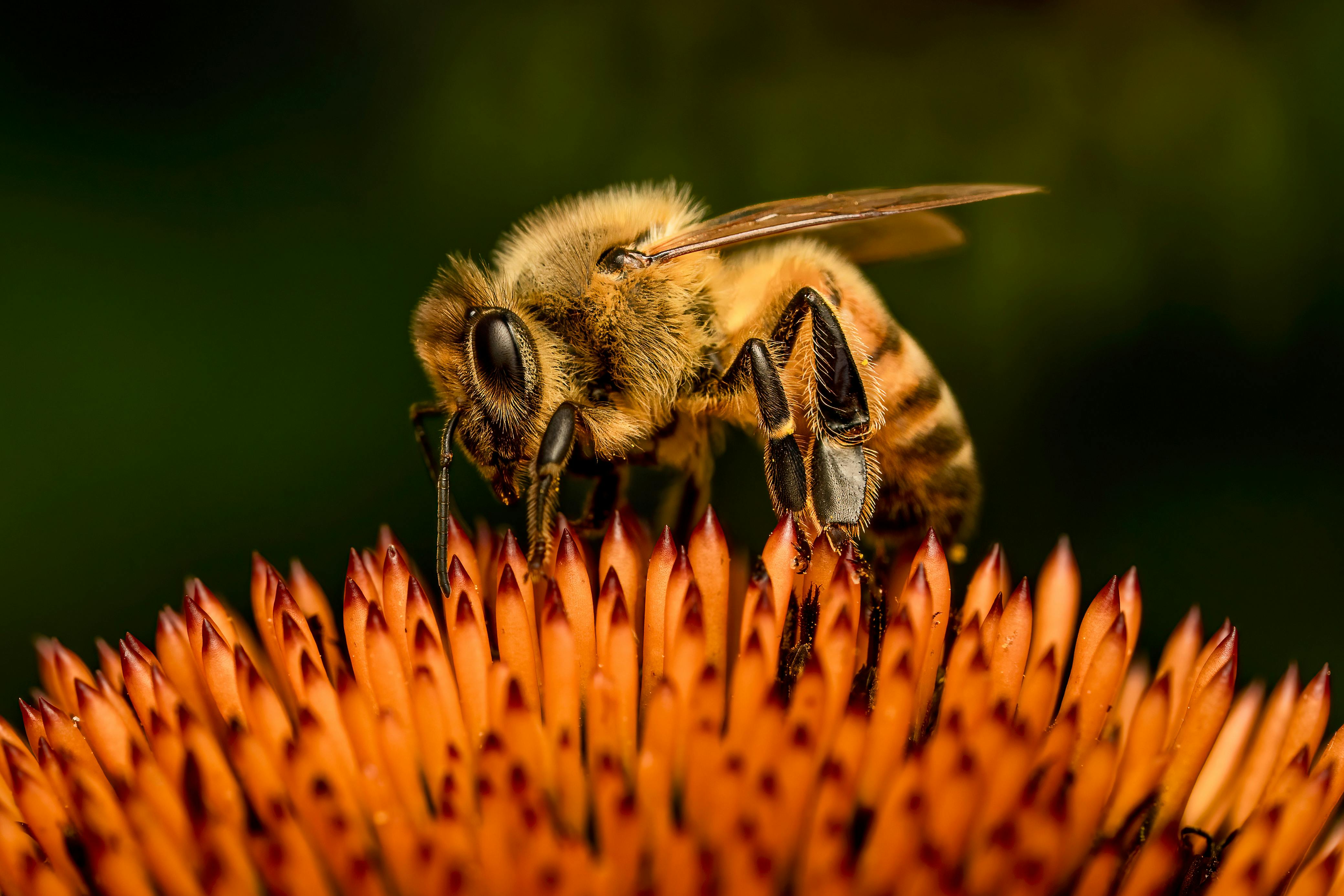 Bee Pollen Recipes